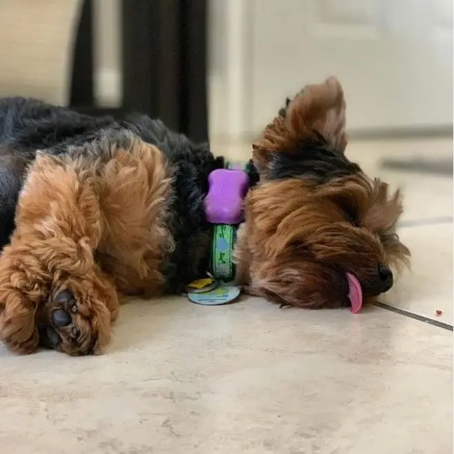 Smart Home Gadgets for pets